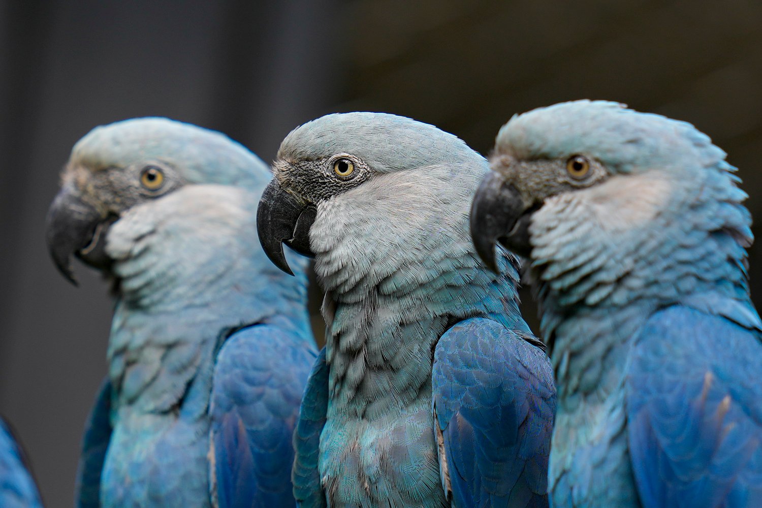  Spix's Macaws perch inside a cage at the Sao Paulo Zoo in Brazil, May 3, 2024. After being absent from the wild for almost two decades, about 20 of the endangered birds were reintroduced in northern Bahia state in 2022. (AP Photo/Andre Penner) 