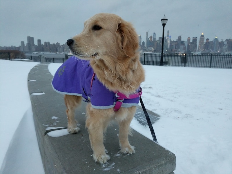 weehawken new jersey golden retriever