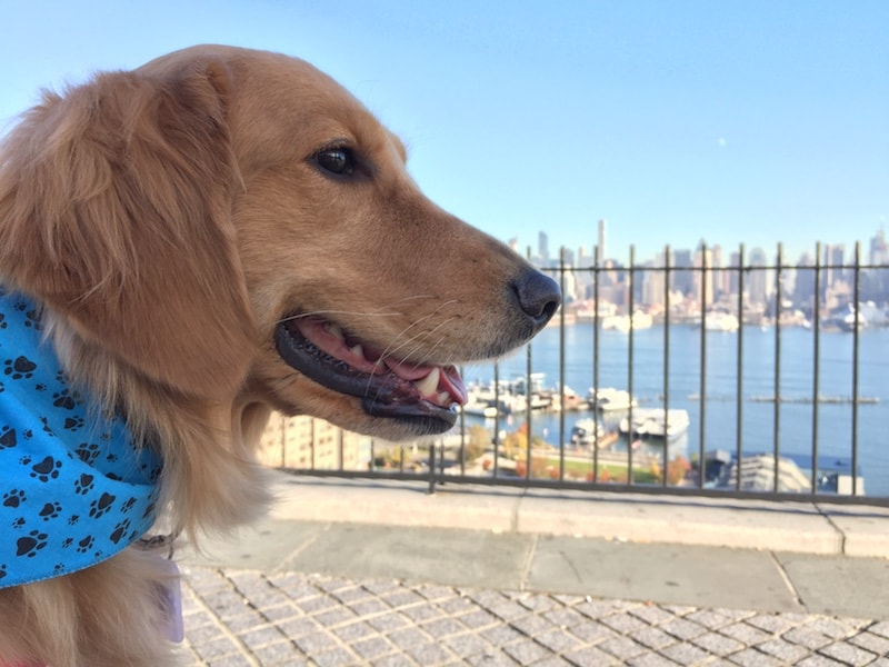 weehawken new jersey golden retriever