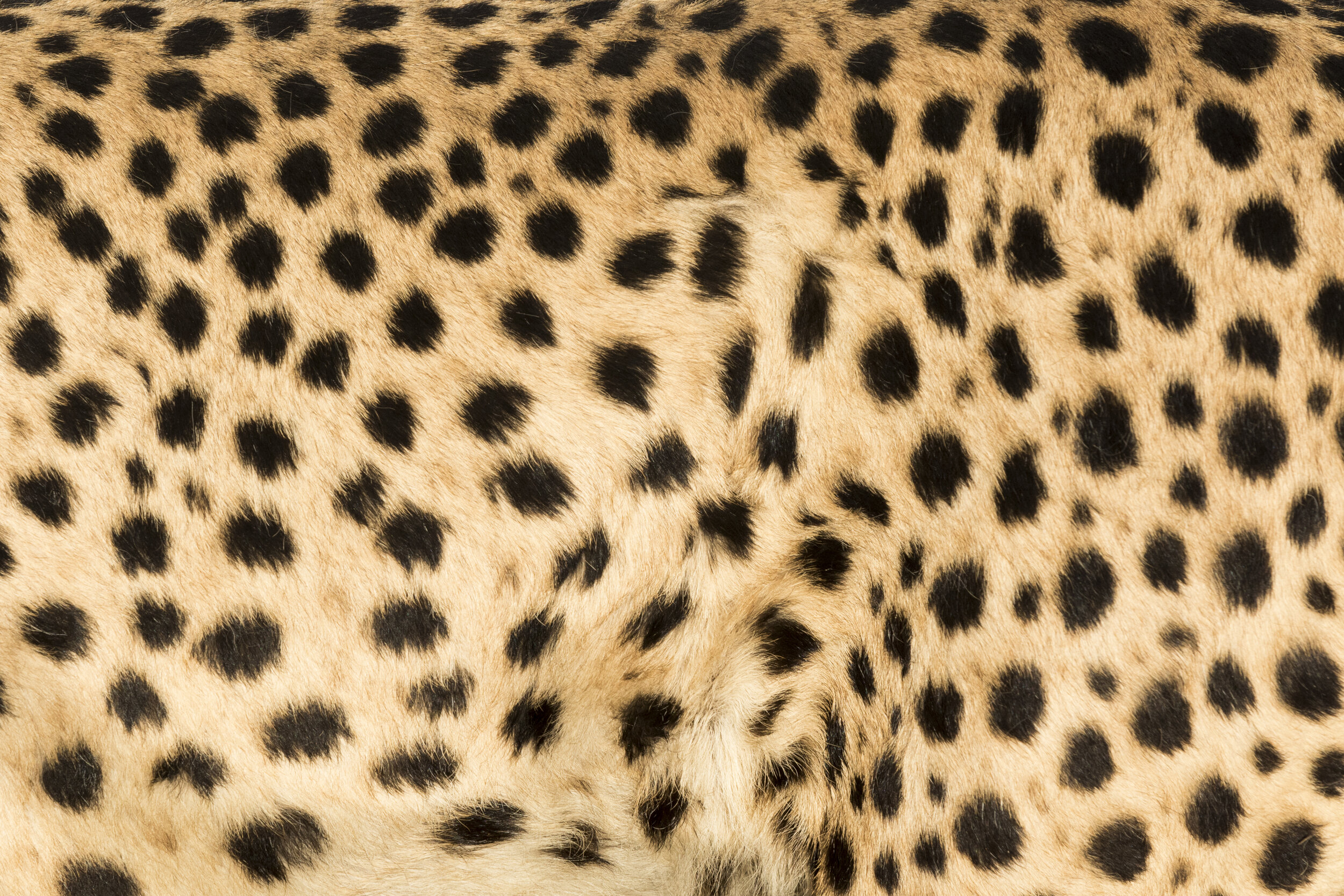 Explained: Cheetah vs Leopard — Viatu