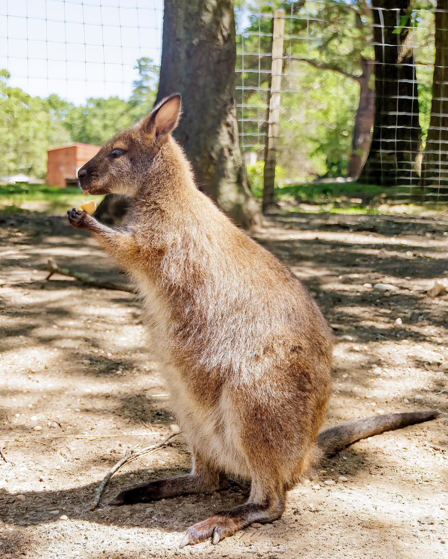 What are you up to today? 🦘🌿 Join us for the remaining summer days at our park, open daily from 10am - 5pm! ⏰

Thank you for supporting the Long Island Game Farm! 👏

 📞Phone 📞
631-878-6644

🔗 Website 🔗
www.longislandgamefarm.com

📍 Location ?