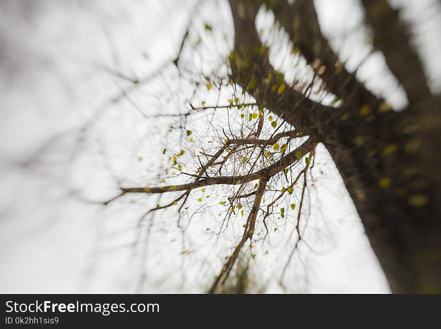 Abstract background , Abstract forest : Photo of trees in tropical forests