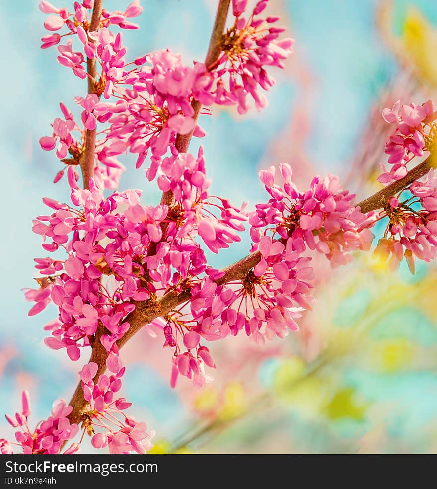 Spring blossom background. Blossoming tree over nature background with rose and white flowers and blue sky. Abstract Springtime c