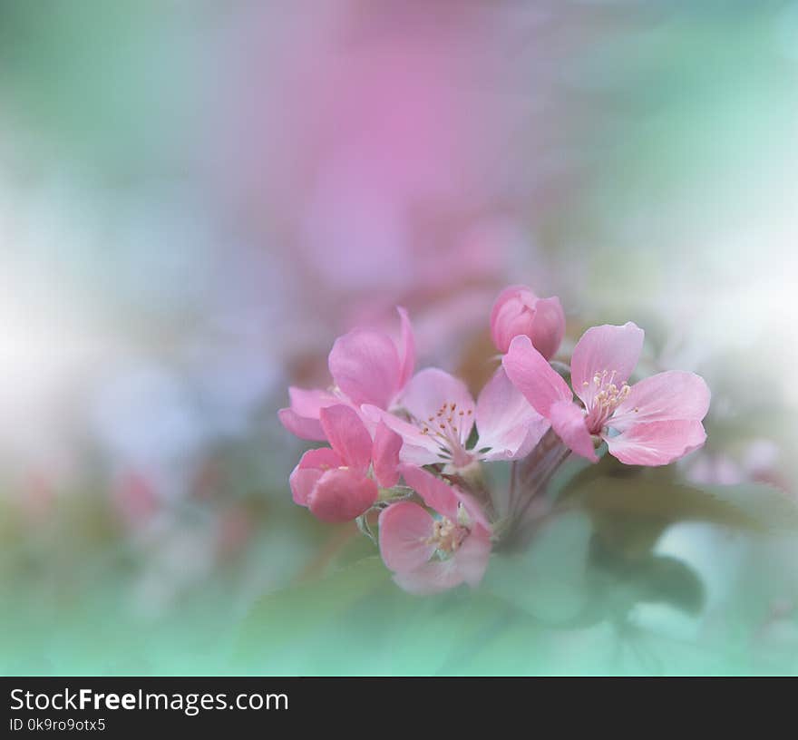 Spring nature blossom web banner or header.Abstract macro photo.Artistic Background.Fantasy design.Colorful Wallpaper.