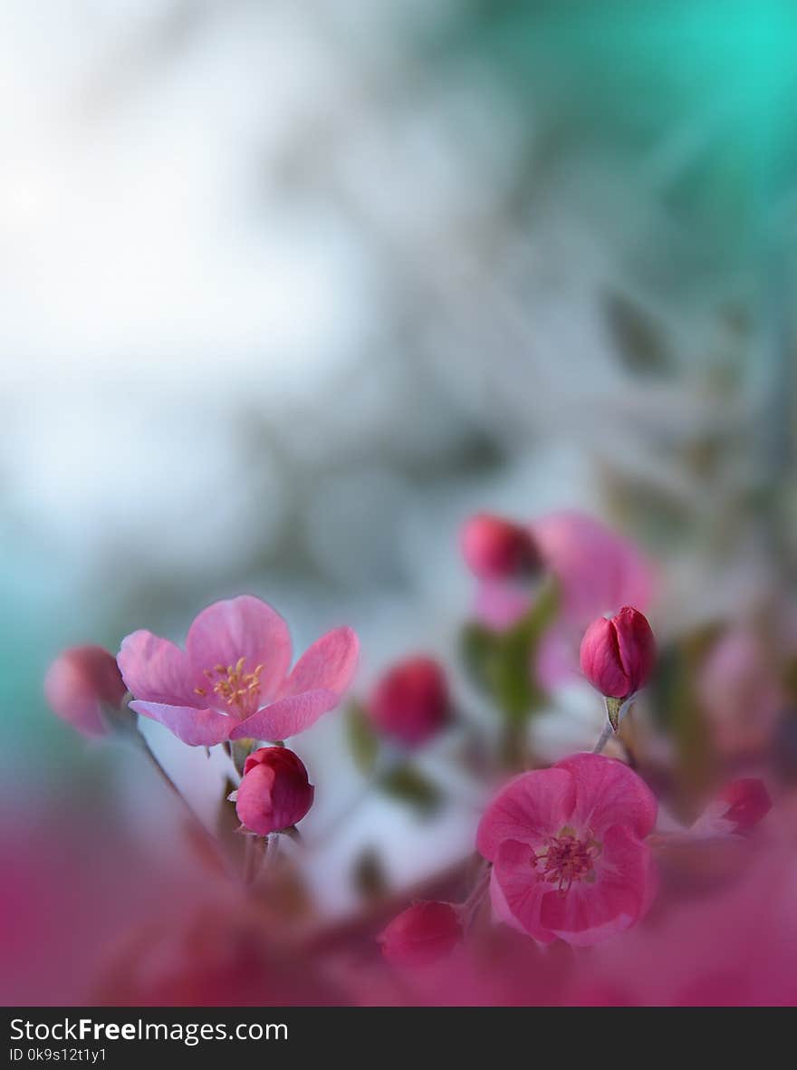 Spring nature blossom web banner or header. Abstract macro photo. Artistic Background. Fantasy design. Colorful Wallpaper.