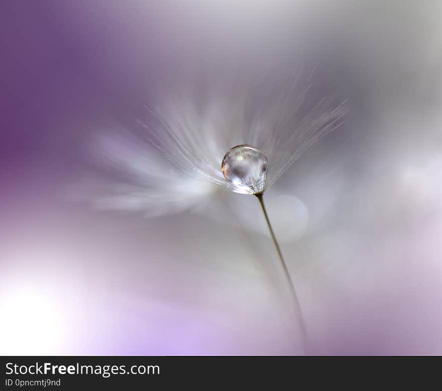 Beautiful Nature Background.Abstract Artistic Wallpaper.Art Macro Photography.Spring Flowers.Water drop.Plant,pure.Colorful,soft