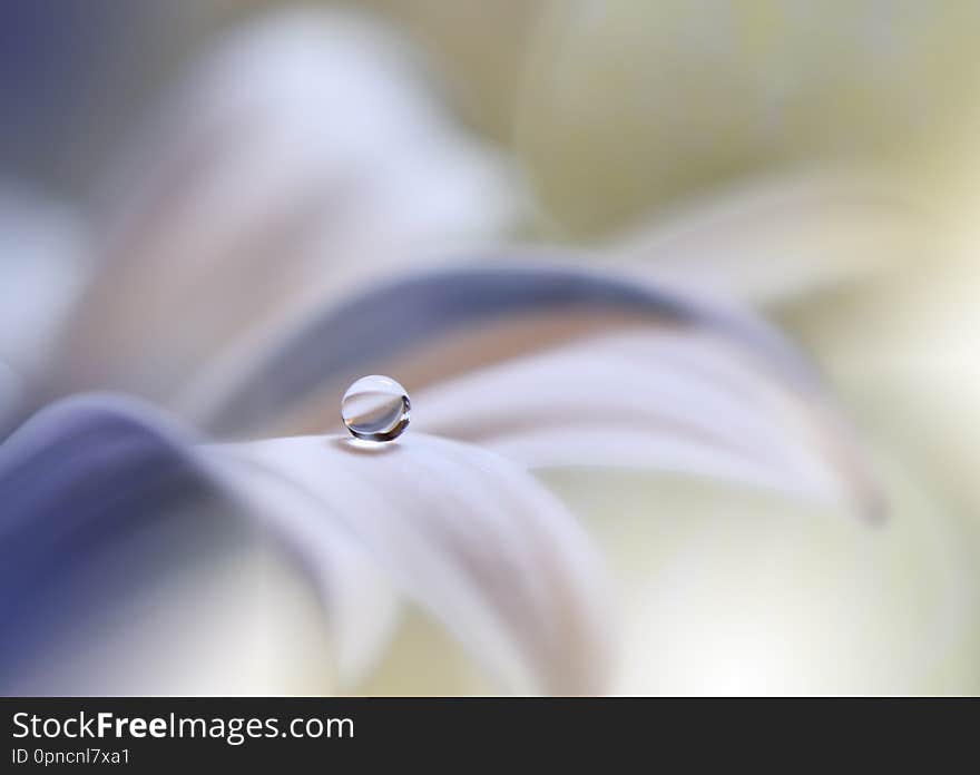 Beautiful Nature Background.Abstract Artistic Wallpaper.Art Macro Photography.Spring Flowers.Water drop.Plant,pure.Colorful,soft