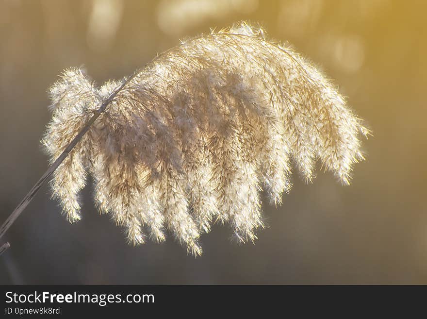 Golden reed grass in the spring in the bright sunlight. Abstract natural background. Close-up image