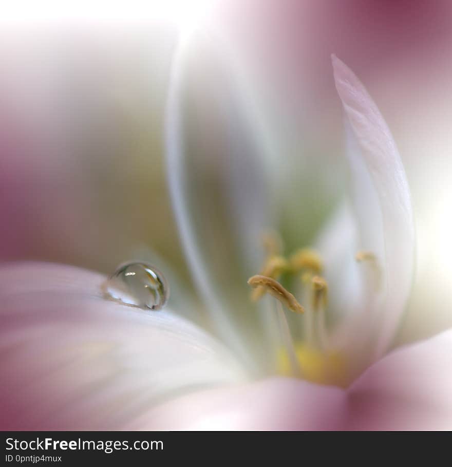 Beautiful Nature Background.Abstract Artistic Wallpaper.Art Macro Photography.Spring Flowers.Water drop.Plant,pure.Colorful,soft