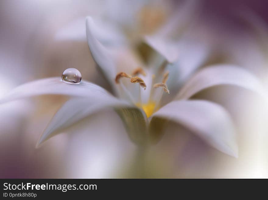 Beautiful Nature Background.Abstract Artistic Wallpaper.Art Macro Photography.Spring Flowers.Water drop.Plant,pure.Colorful,soft