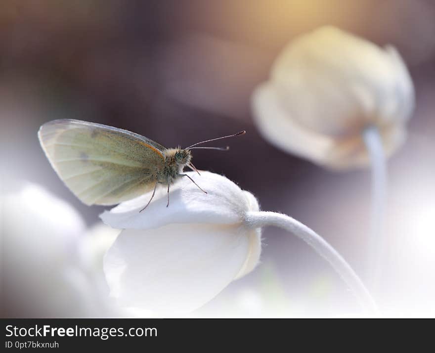 Beautiful Nature Background.Abstract Artistic Wallpaper.Art Macro Photography.Amazing Floral Photo.Butterfly,anemone.Summer,sun.