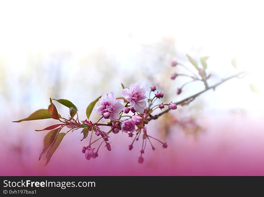 Beautiful Nature White Background.Abstract Wallpaper.Celebration.Holidays.Artistic Spring Flowers.Art Design.Cherry Blossom.Sakura