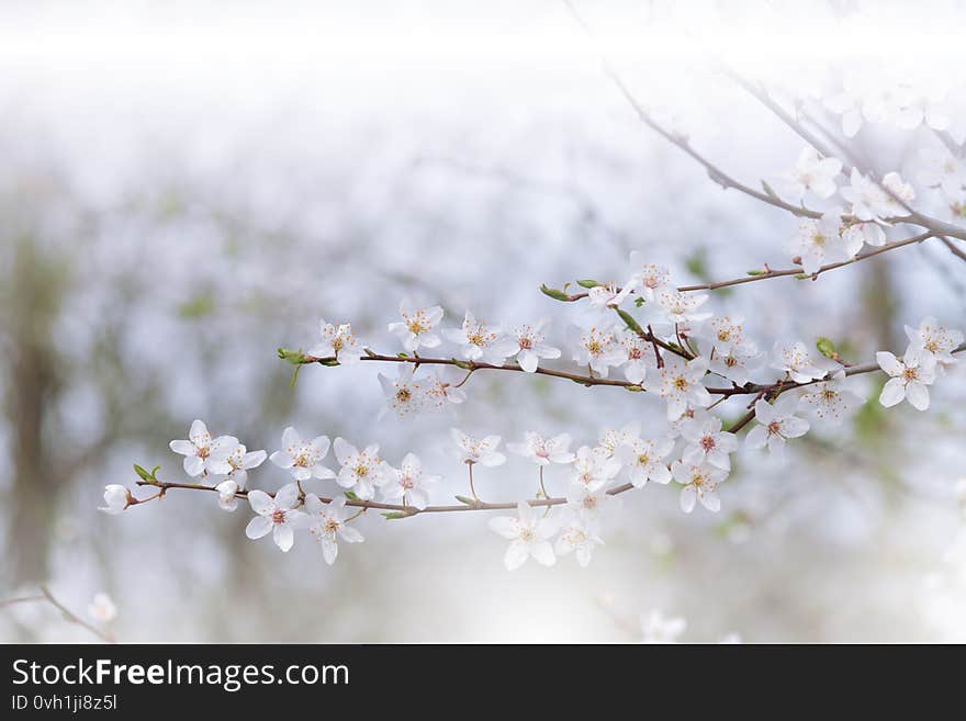 Beautiful Nature White Background.Abstract Wallpaper.Celebration.Holidays.Artistic Spring Flowers.Art Design.Cherry Blossom.Sakura