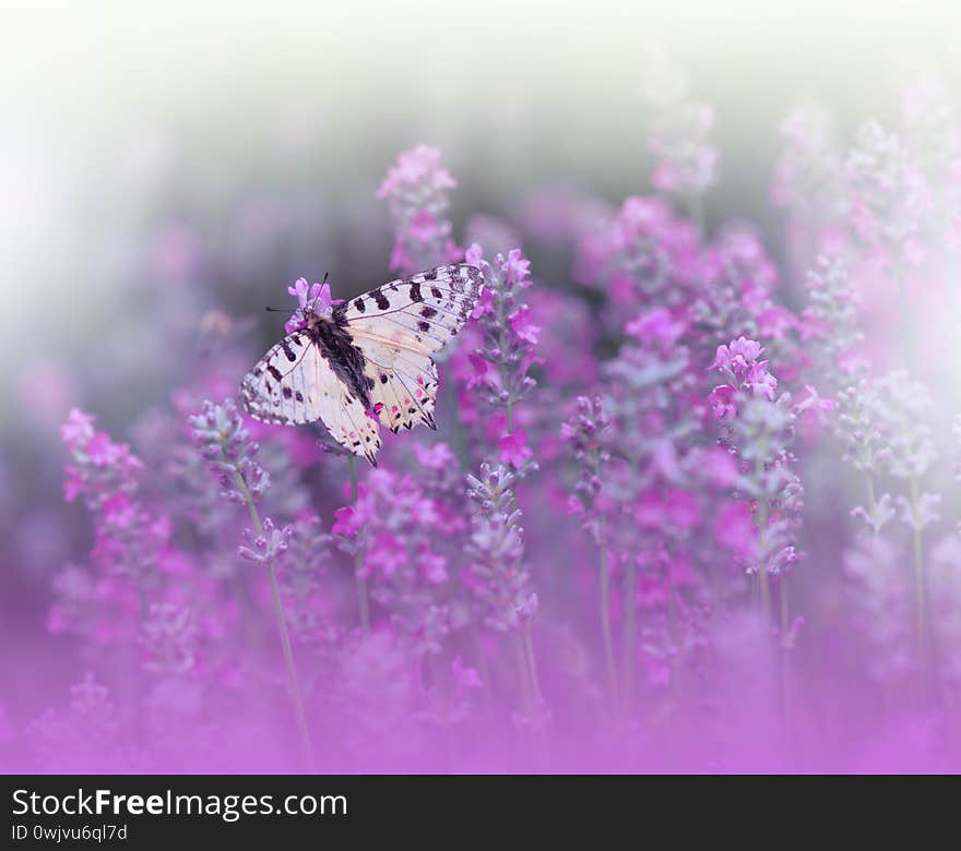 Beautiful Nature Background.Abstract Wallpaper.Celebration.Artistic Spring Flowers.Art Design.Violet Color.Summer, love.Butterfly.