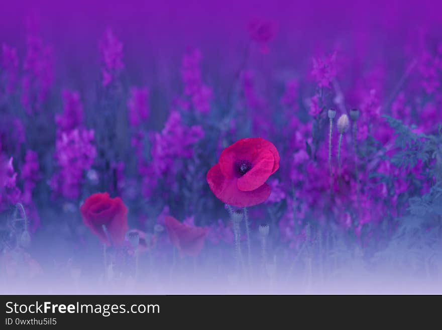 Beautiful Blue Nature Background.Abstract Wallpaper.Macro Photography.Floral Art Design.Field of Poppies.Summer Poppy Flowers.