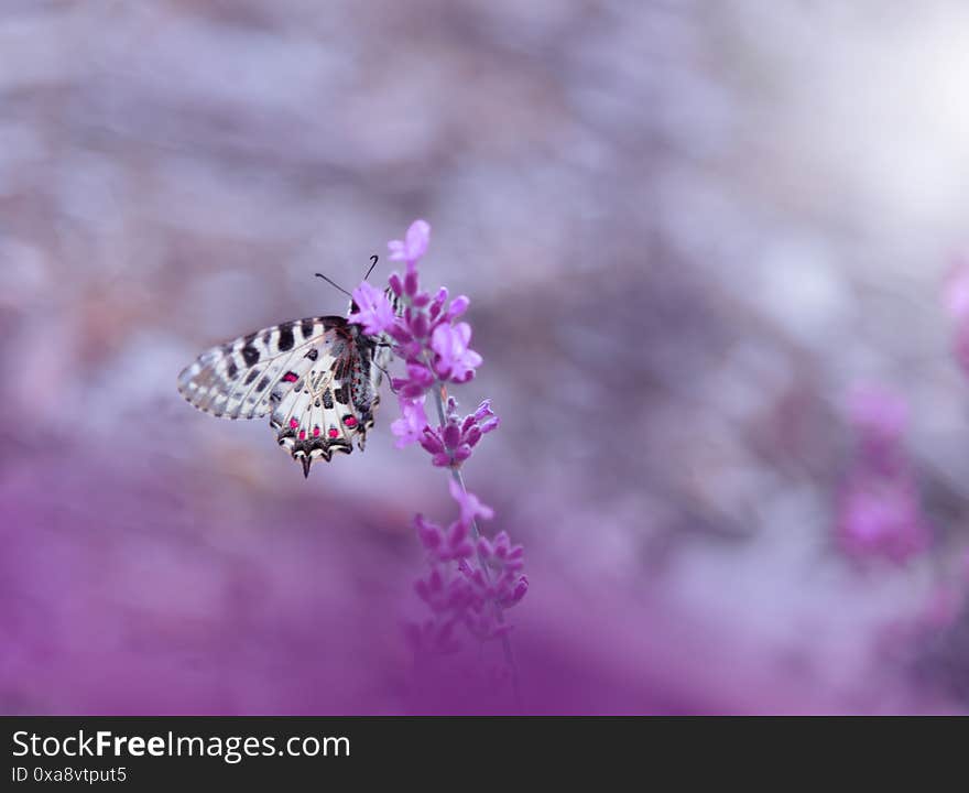 Beautiful Nature Background.Abstract Wallpaper.Celebration.Artistic Spring Flowers.Art Design.Violet Color.Summer,love.Butterfly.