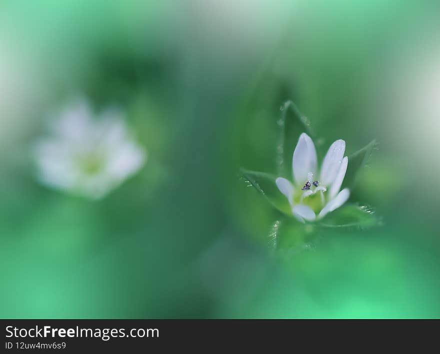 Beautiful Nature Background.Abstract Wallpaper.Celebration, love.Holidays.Summer Flowers.Art Design.Spring Flower.Green Colors.