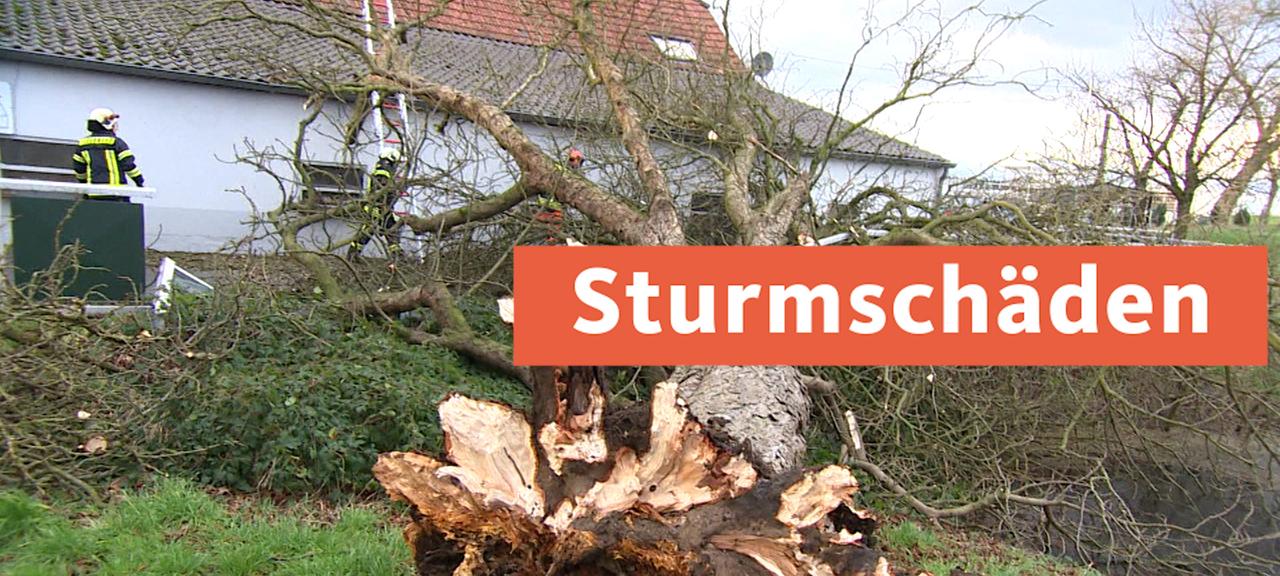 Thumbnail mit ausgerissenem Baum