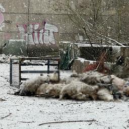 Verschneites Gelände unweit der Berliner Chaussee im Osten Magdeburgs, auf dem meherer tote Schafe liegen.