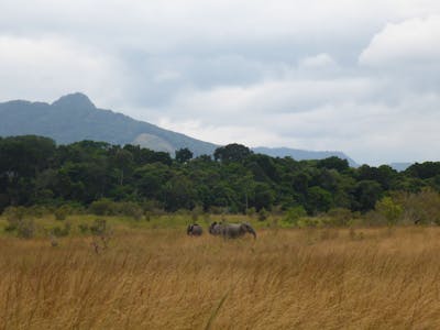 South Congolian Forest-Savannas & Coastal Scarp (AT13)