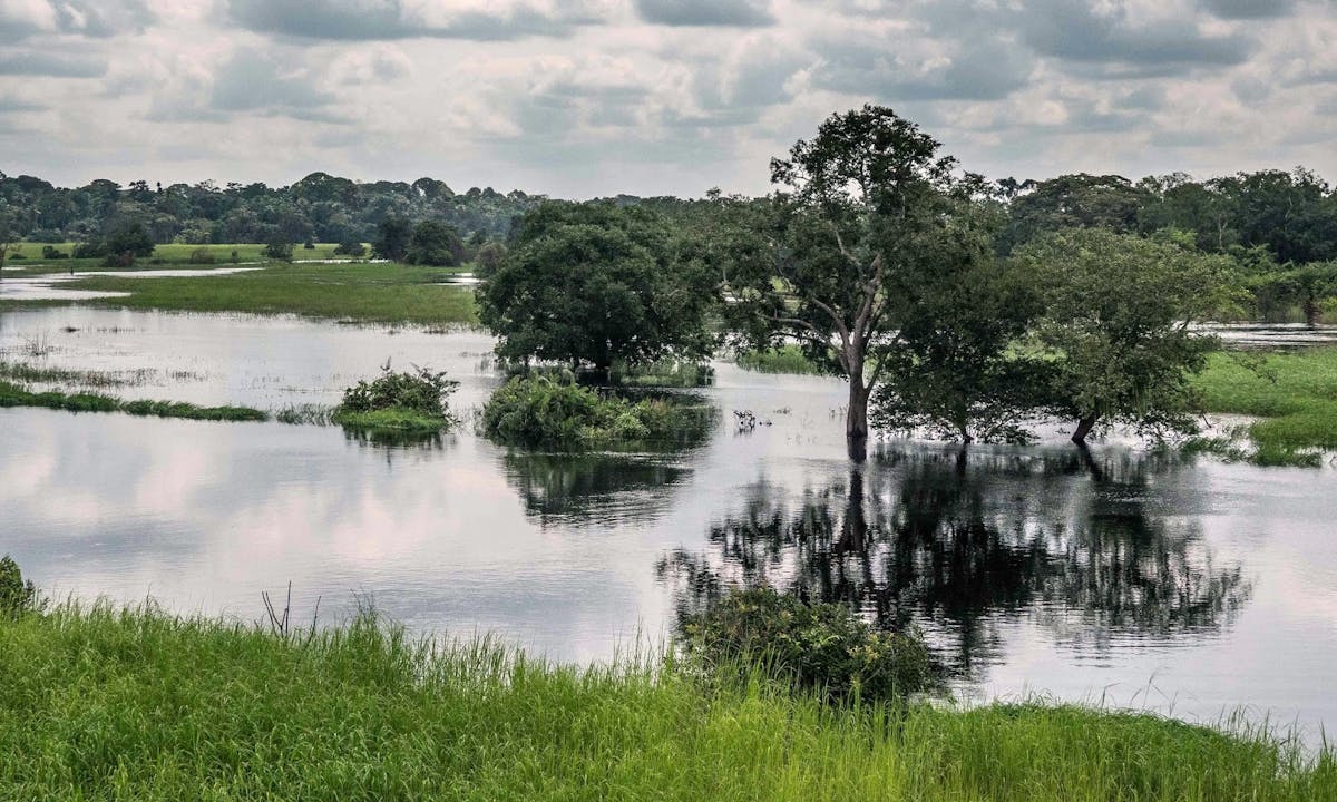 Central Congolian Tropical Forests (AT14)