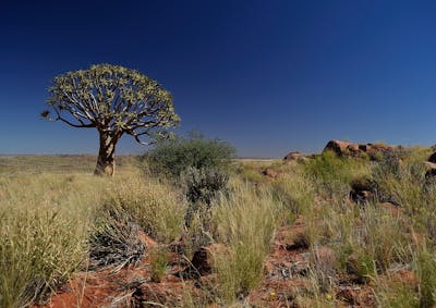 Greater Karoo & Kalahari Drylands (AT9)