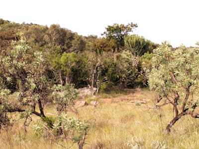 Southeast African Subtropical Grasslands (AT8)