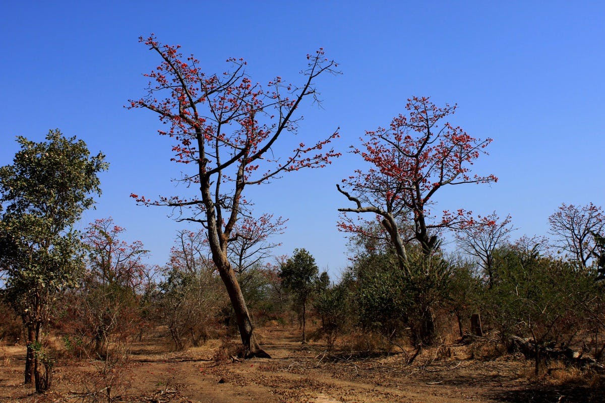 West Sudanian Savanna (AT20)