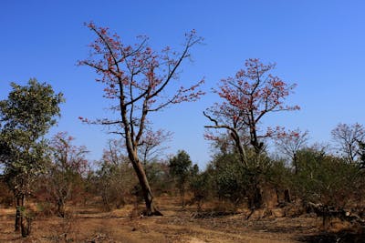 West Sudanian Savanna (AT20)