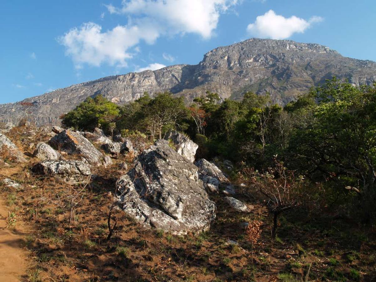 East African Coastal Forests (AT7)