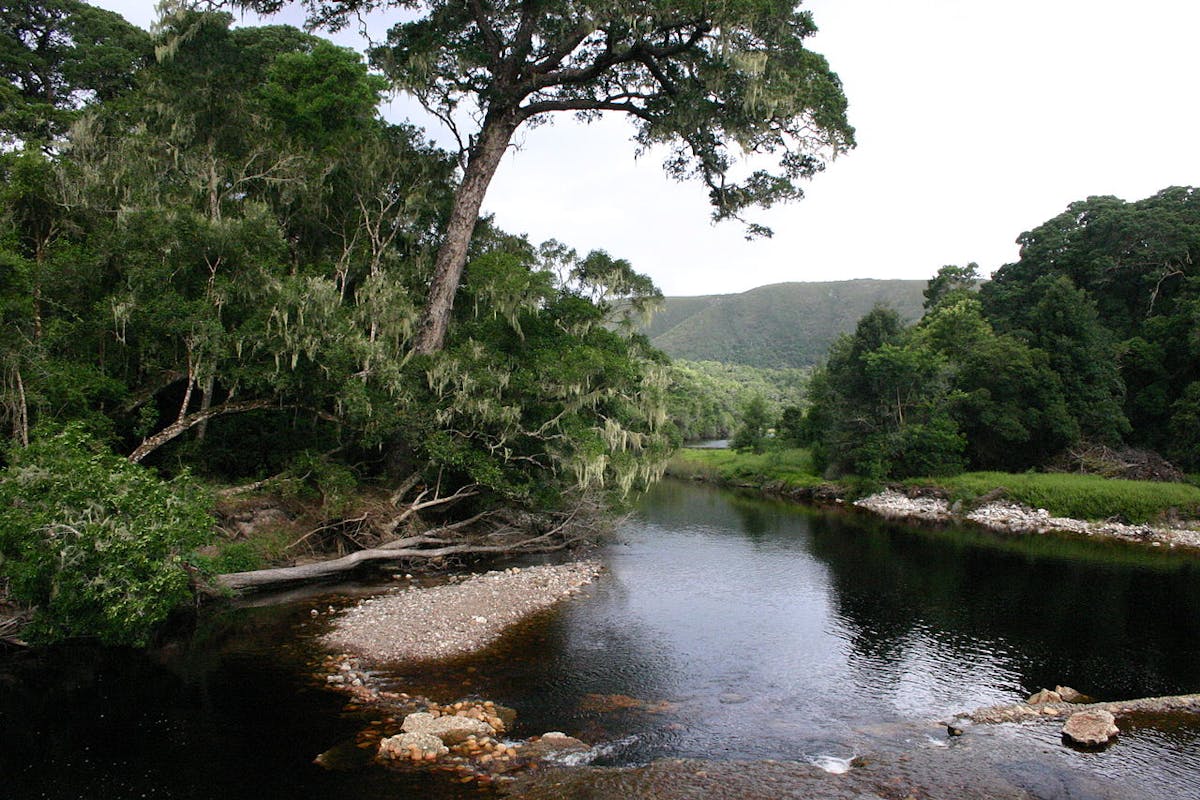 South African Cape Shrublands & Mountain Forests (AT2)