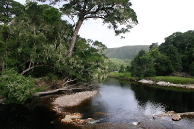 South African Cape Shrublands & Mountain Forests (AT2)