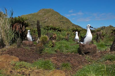 Tristan Volcanic Islands (AT1)