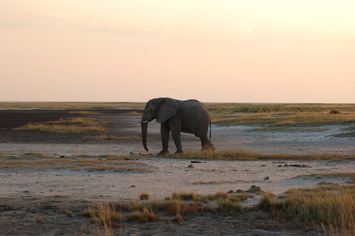 Southwest African Coastal Drylands (AT10)