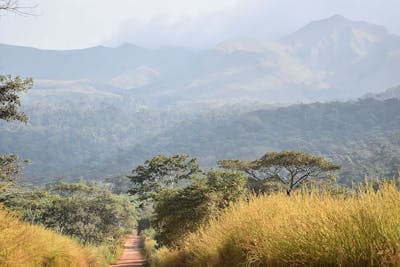 West African Coastal Forests & Savanna (AT19)