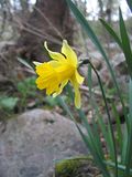 Narcissus asturiensis.jpg