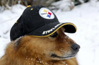 Steelerdog.png