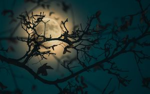 Preview wallpaper branch, moon, light, night