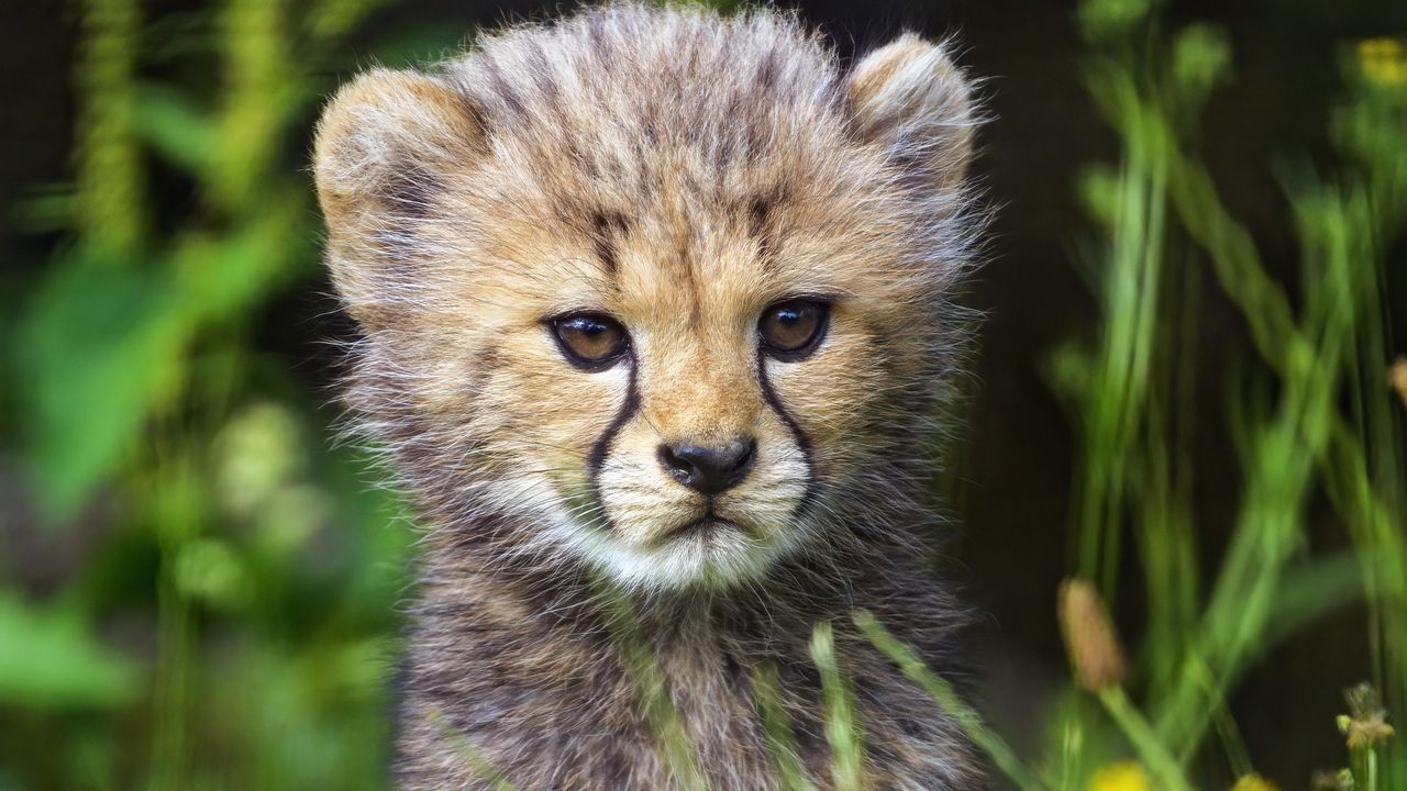 Wallpaper cheetah, cub, animal, cute, wildlife