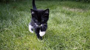 Preview wallpaper kitten, cat, grass, walk, cute