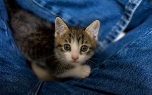 Preview wallpaper kitten, cat, pet, cute, glance