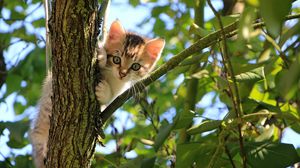 Preview wallpaper kitten, cat, tree, cute, funny