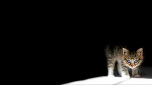 Preview wallpaper kitten, dark, lying