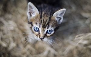 Preview wallpaper kitten, eyes, pet