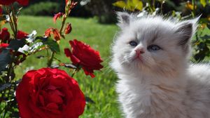 Preview wallpaper kitten, fluffy, face, rose, grass, look