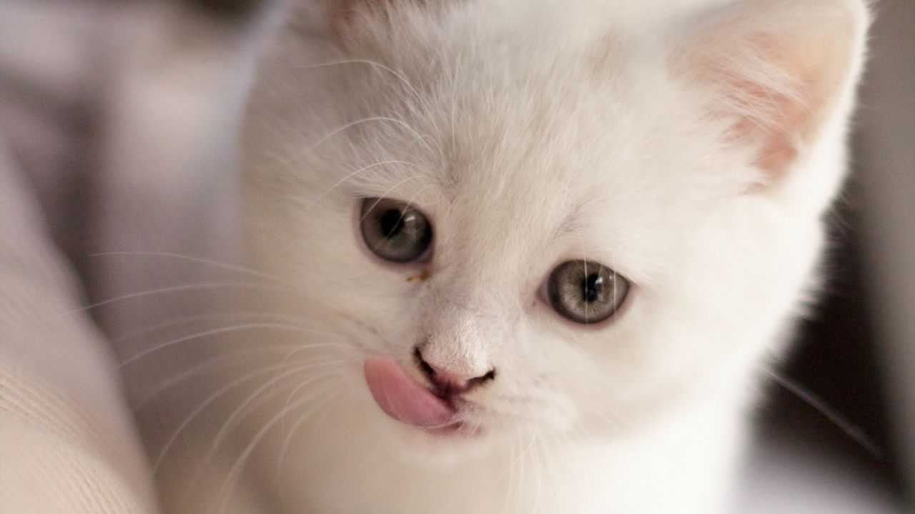 Wallpaper kitten, fluffy, pet, cute, white