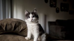 Preview wallpaper kitten, furry, spotted, sofa