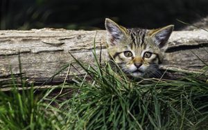 Preview wallpaper kitten, grass, tree, pet