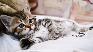 Preview wallpaper kitten, lying, striped, small, cute