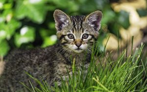 Preview wallpaper kitten, wild, grass